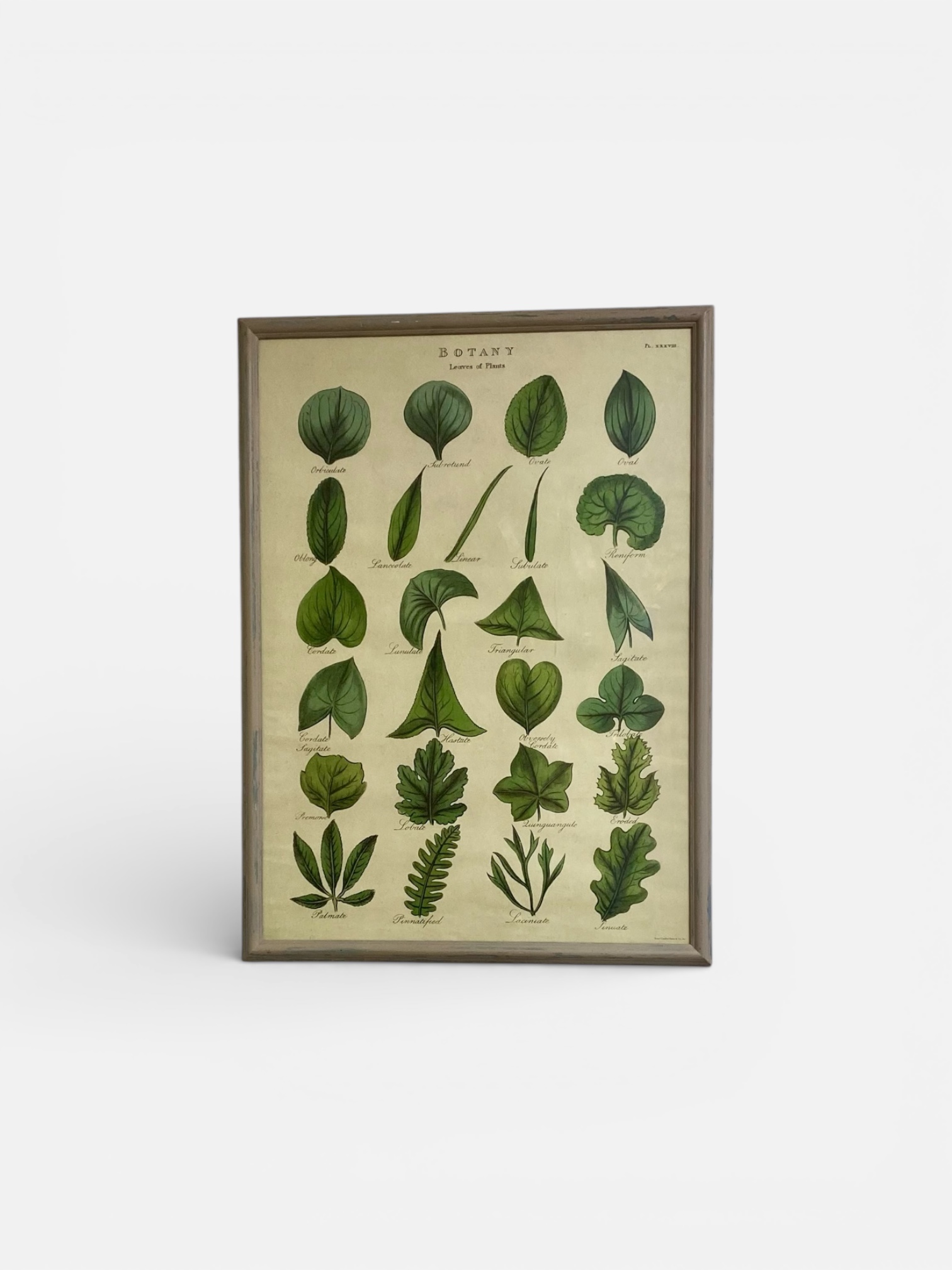 Grand cadre shabby chic botanique – Affiche vintage feuilles – Image 2